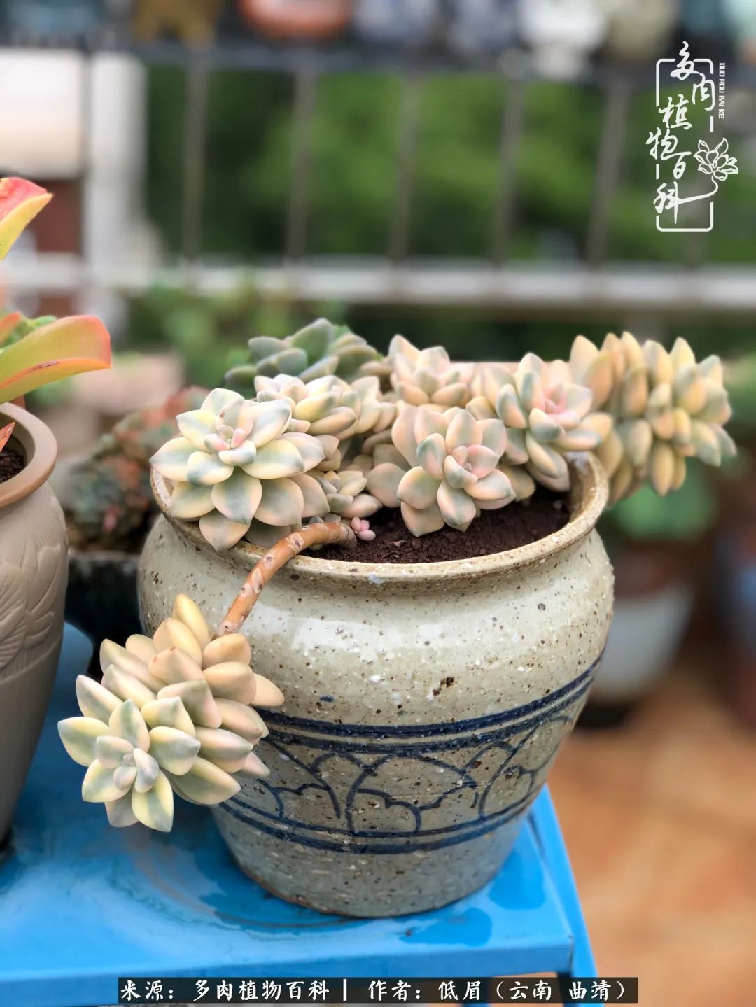 多肉怎么养度夏,多肉怎么养之度夏篇