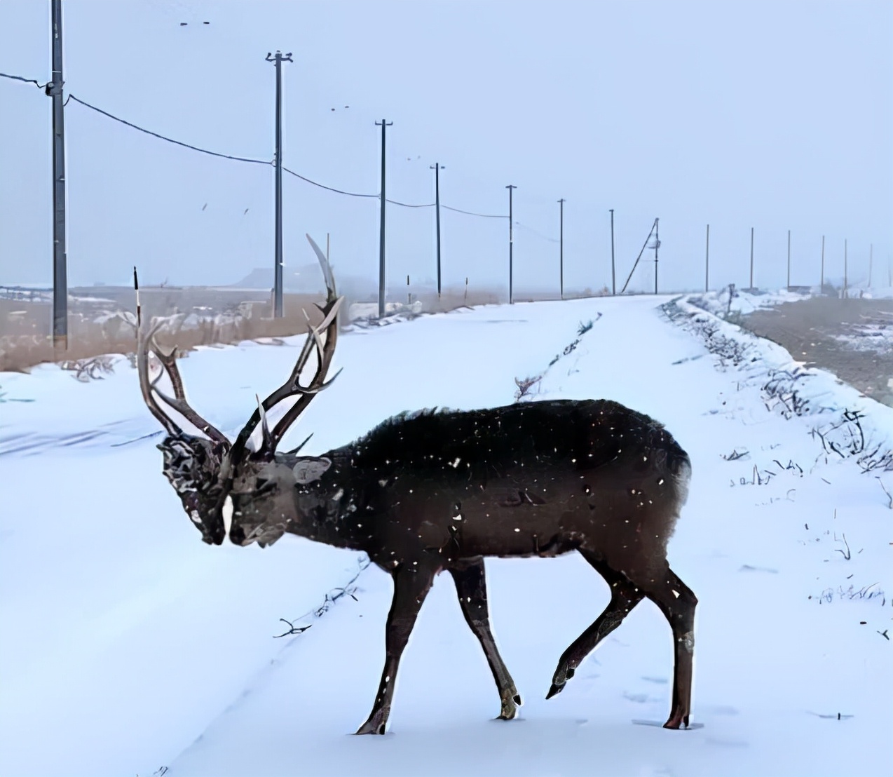 鹿角会自然脱落为什么还要割鹿角,你知道为啥只割鹿茸不捡鹿角