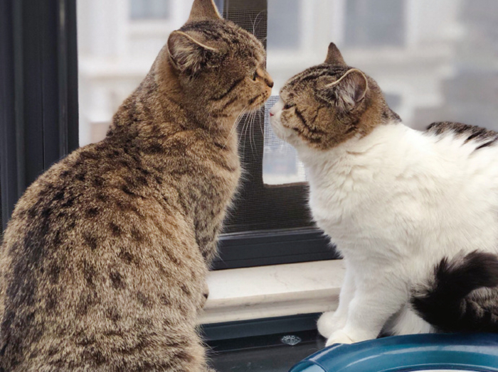 辟谣猫咪真的没有九条命,猫咪喝水喝少了会怎么样