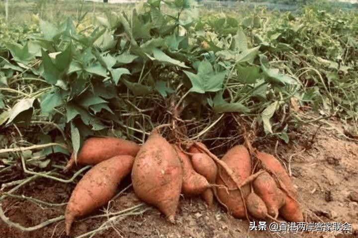 港台海外客家系列之七：客家山地百草园