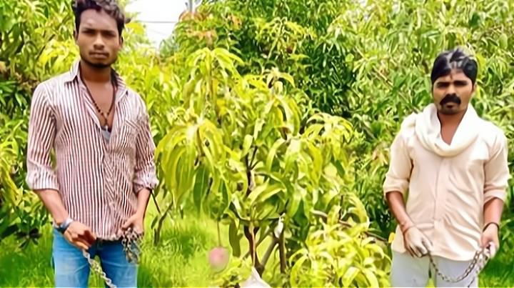 他花2500卢比买了一棵果苗，意外种出“每颗近万元”的梦幻芒果