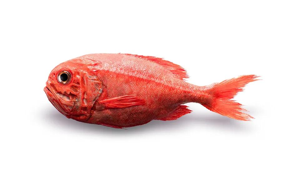 中国本土正宗鱼类品种大全,进口鱼类最新消息