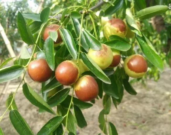 陕西哈密瓜第一村:大荔县东野鹊村