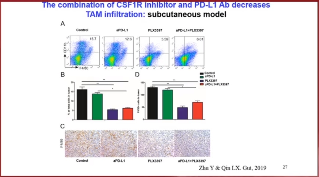 鑲濈粏鑳炵檶鐨勫厤鐤不鐤楁柊杩涘睍,鑲濈粏鑳炵檶娌荤枟鐨勭爺绌舵柊杩涘睍