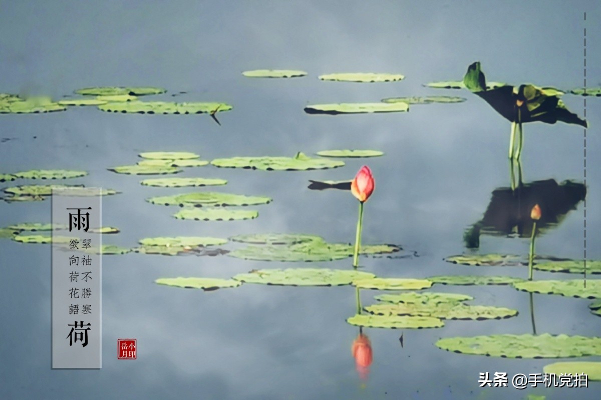 荷花开放加人像特效,荷花特效加照片