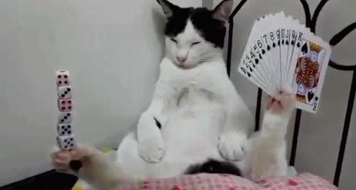 猫咪的八种习性图片,猫咪的七种性格