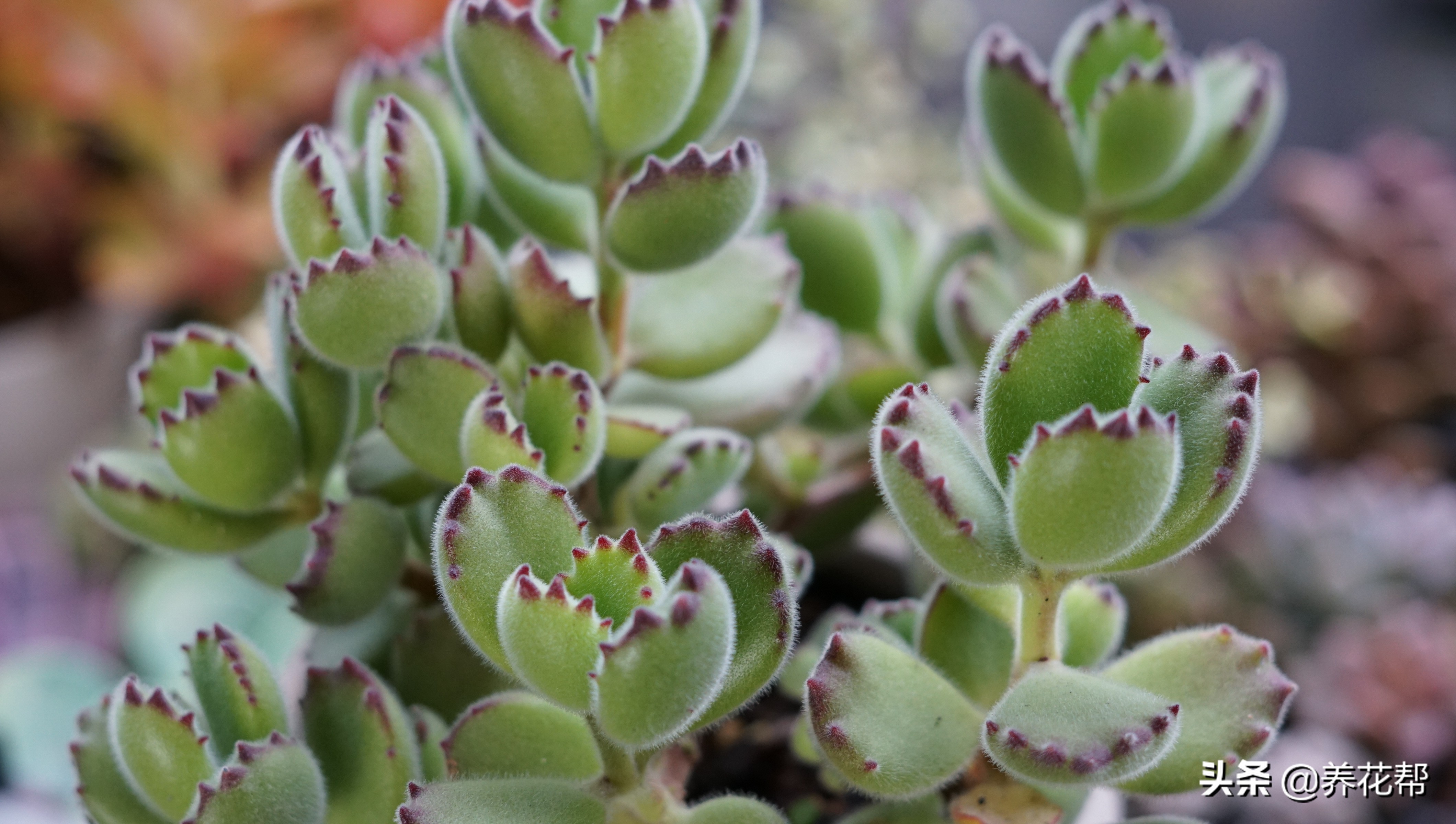 多肉熊童子出状态,多肉熊童子太茂盛了怎么办