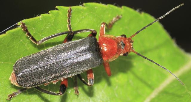 瓢虫害虫和益虫的区别图,益虫害虫有哪些视频