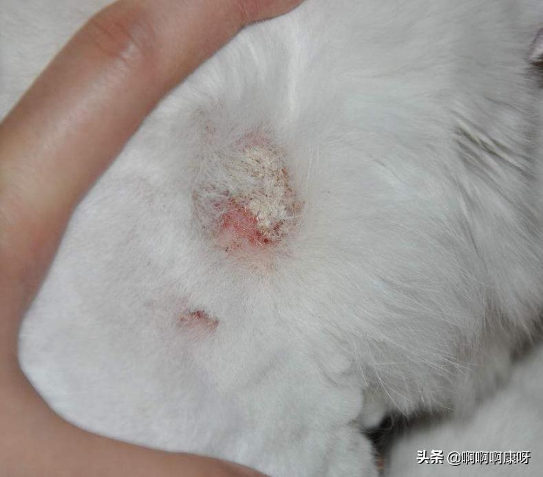 如何判断自己得了猫癣,如何判断猫得了猫癣