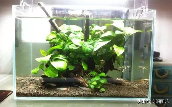 鱼缸造景莫斯草怎么栽,草金鱼缸造景石头摆法