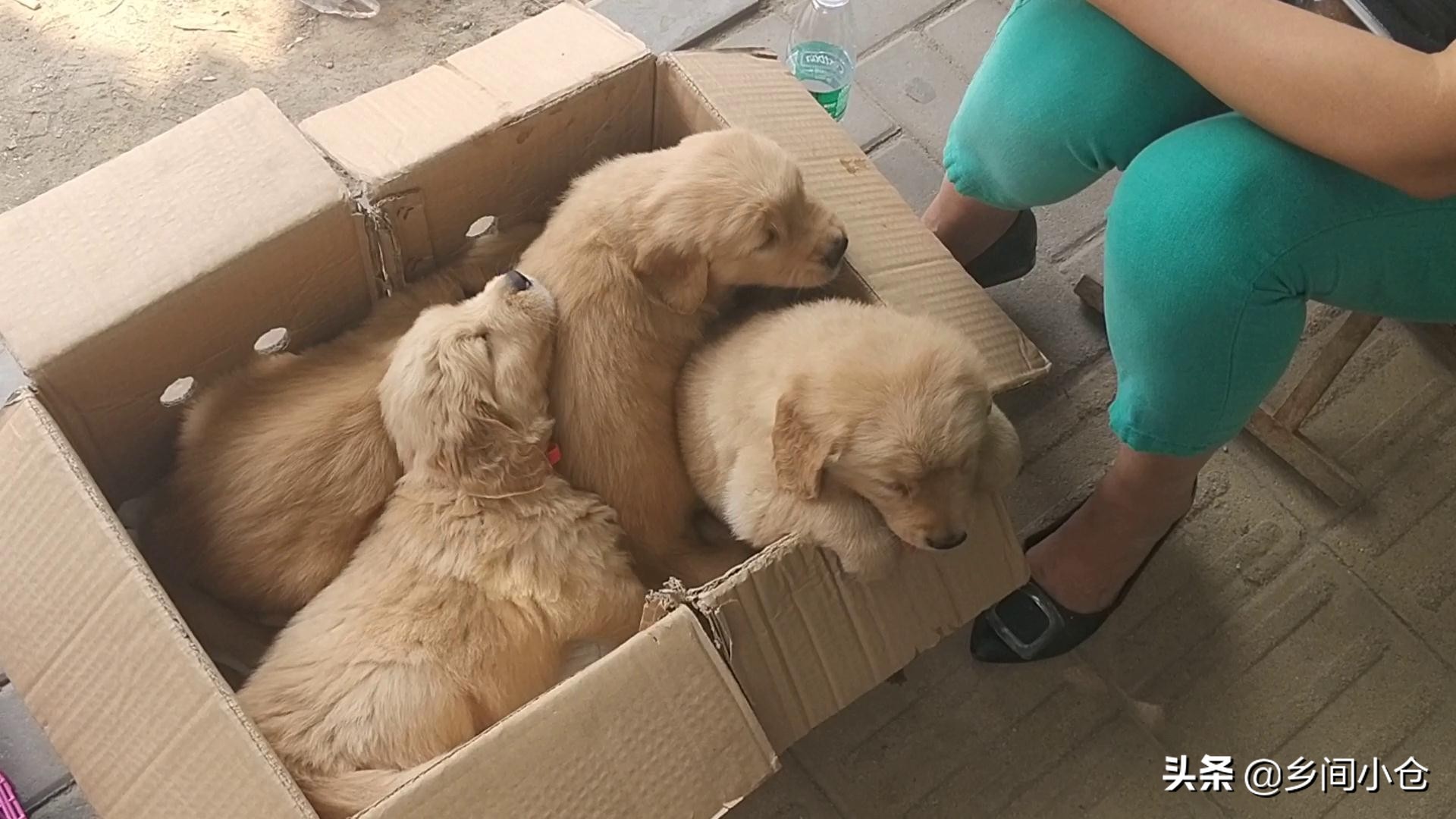 豫东最大狗市在哪里 (豫东南最大的狗市在哪里)