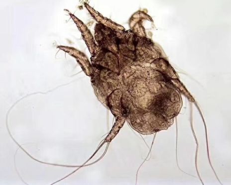 宠物皮肤病用药原则,宠物皮肤病最快治愈良药