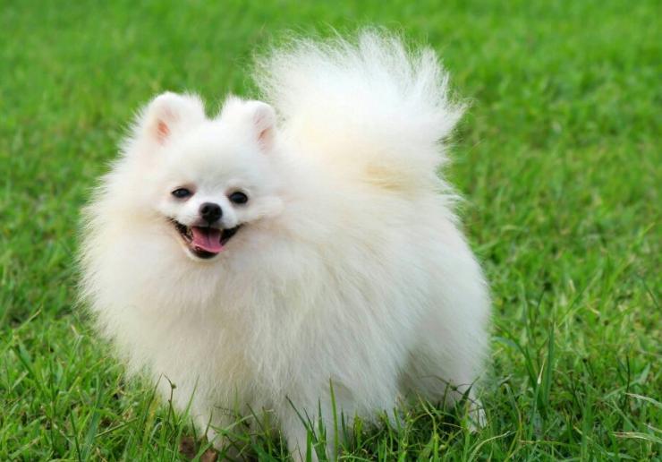 养五个月的博美新手要注意什么,博美怎么养才养得好呢