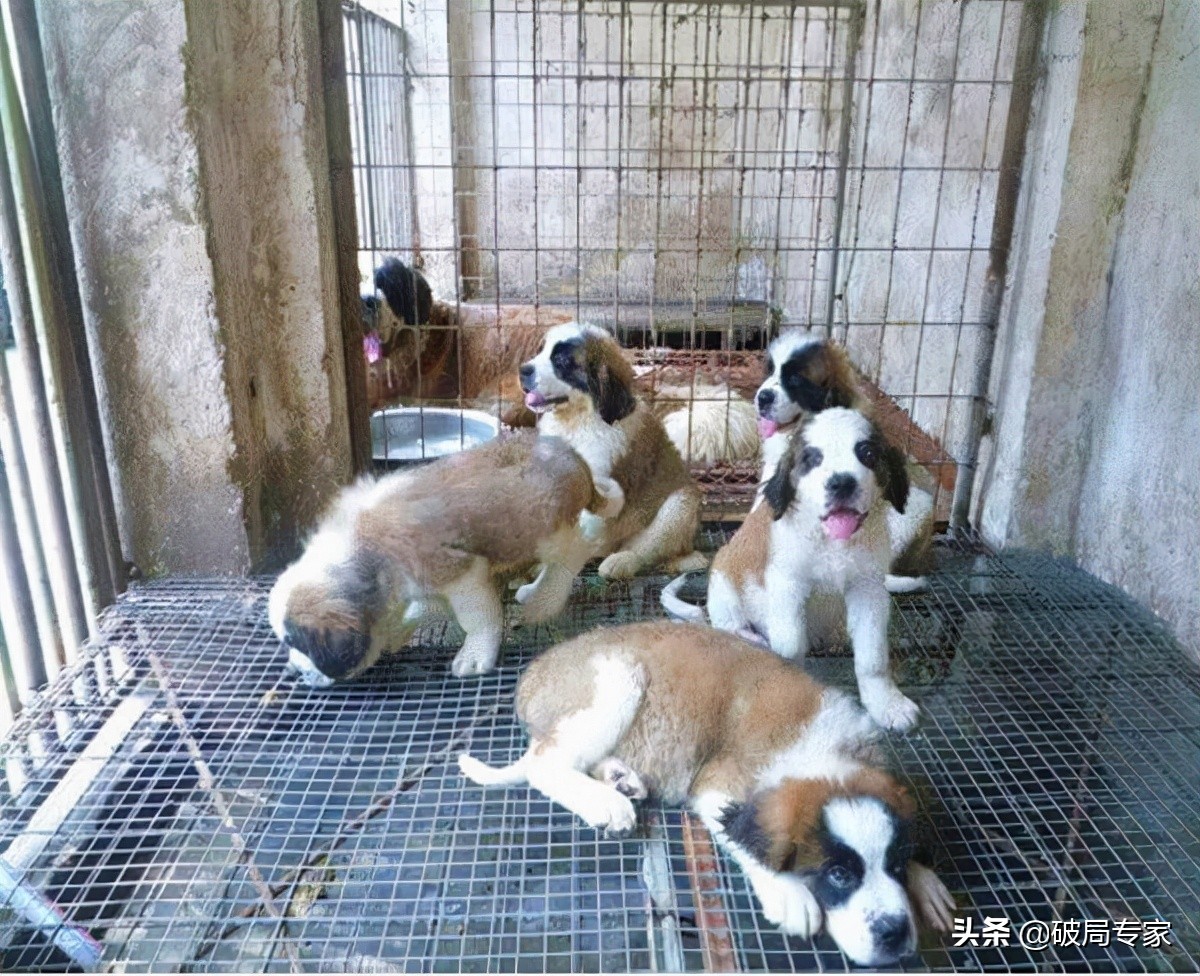 肉狗赚钱还是宠物狗赚钱,养殖肉狗能挣钱吗