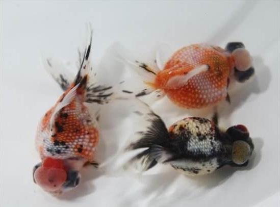 精品皮球珍珠金鱼图片,龙睛珍珠鳞金鱼