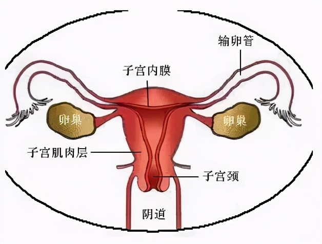 为啥啪啪啪过的女性，90%都会“喉咙”发炎？
