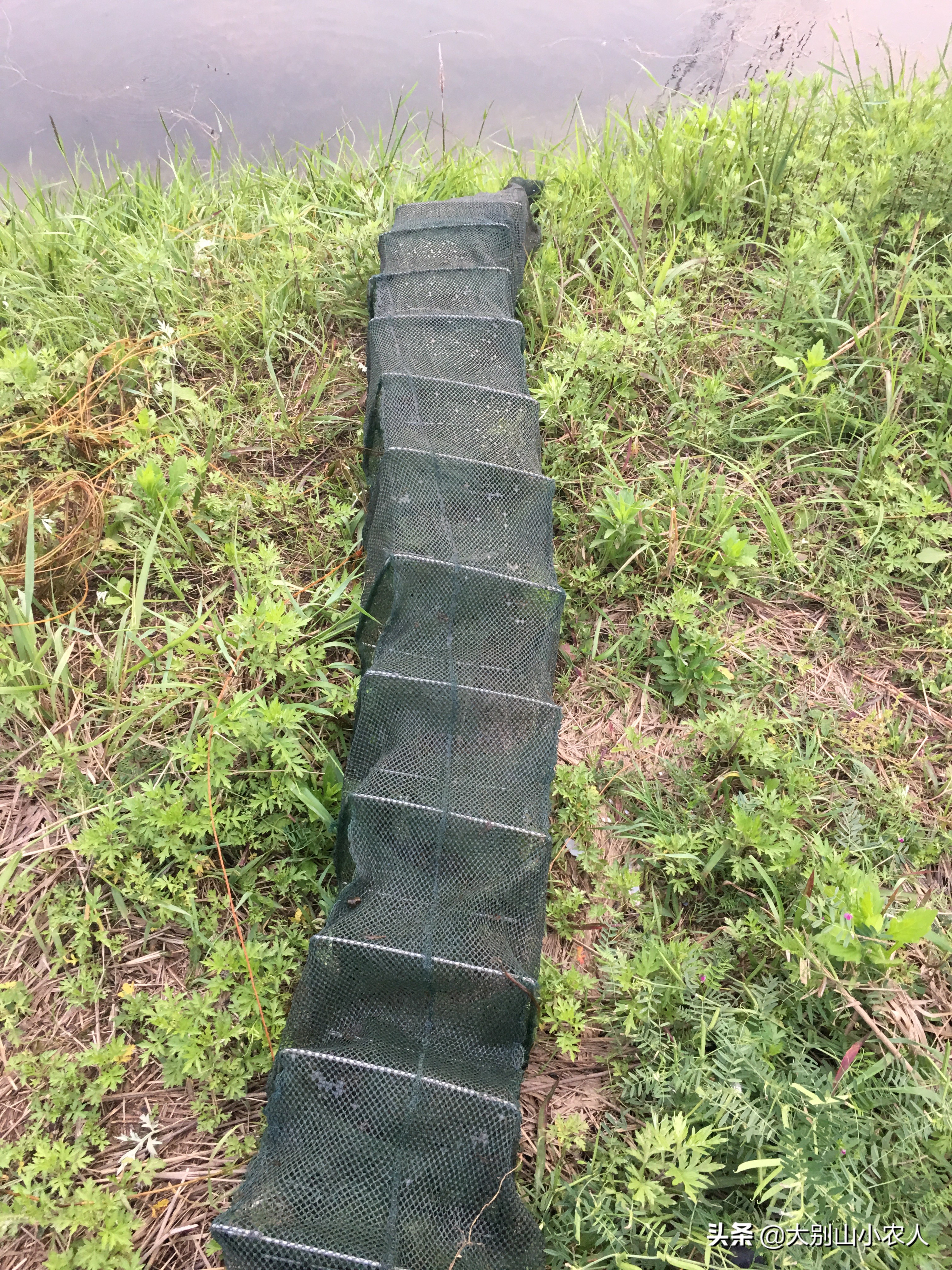 虾闹窝的最佳治疗方法,野钓避虾最好的方法