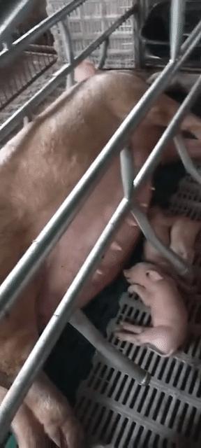 猪中暑的防治措施,猪中暑治疗最佳方法