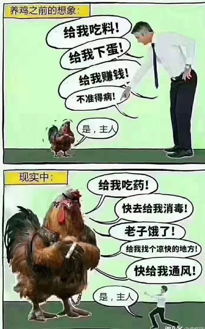 如何诊治鸡的痛风病呢,鸡痛风病怎么引起的