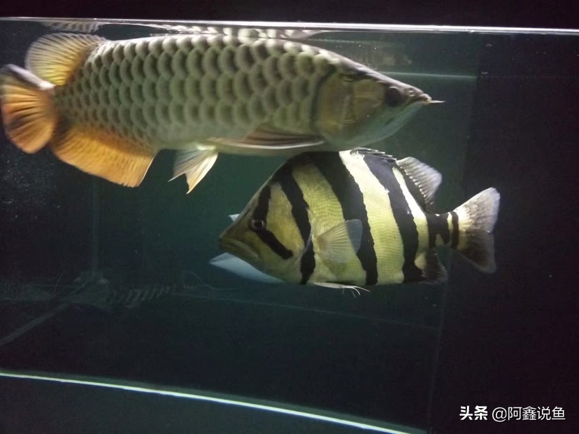 红龙最近老是蒙眼怎么办,红龙蒙眼用什么药最好