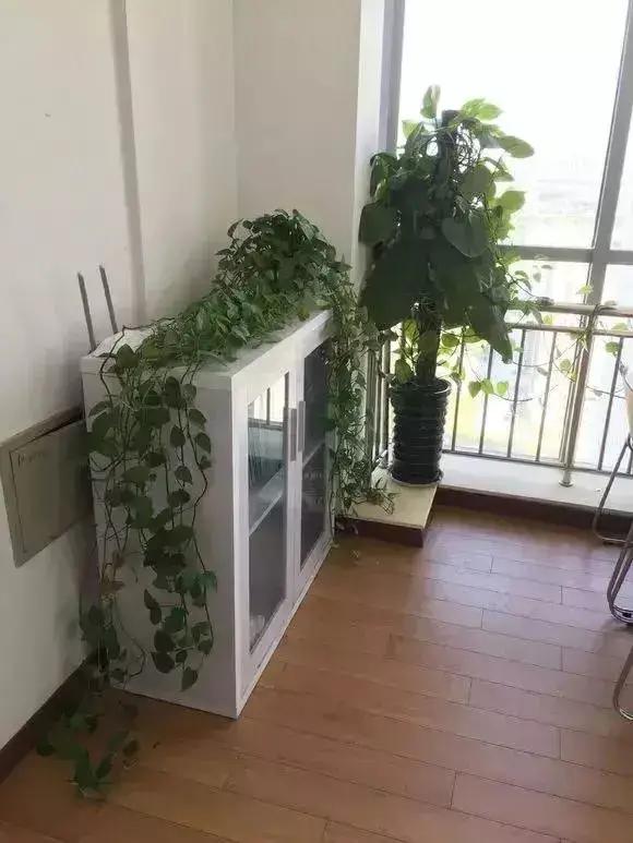 净化空气吸甲醛最好的花排名,什么花净化甲醛效果好