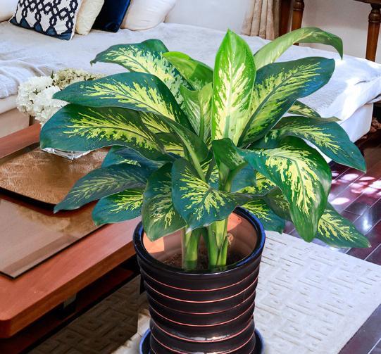 家里的花别瞎养5种招财开运花,室内放什么花转运