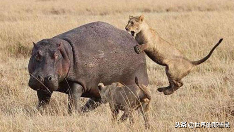 非洲河马的攻击力有多强？三头狮子都不是它的对手？