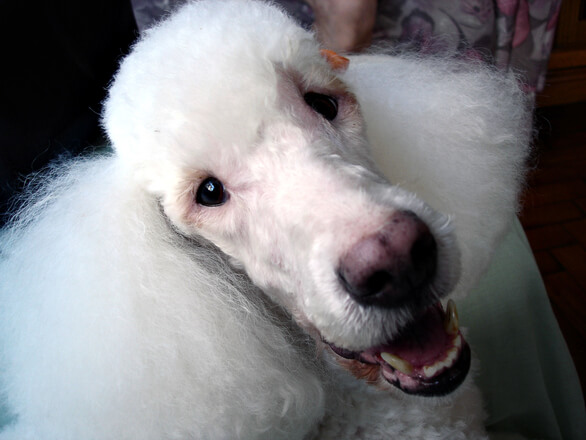 人类*亲近**不能繁殖，为什么却让狗“回交”？甚至品种越纯越好？