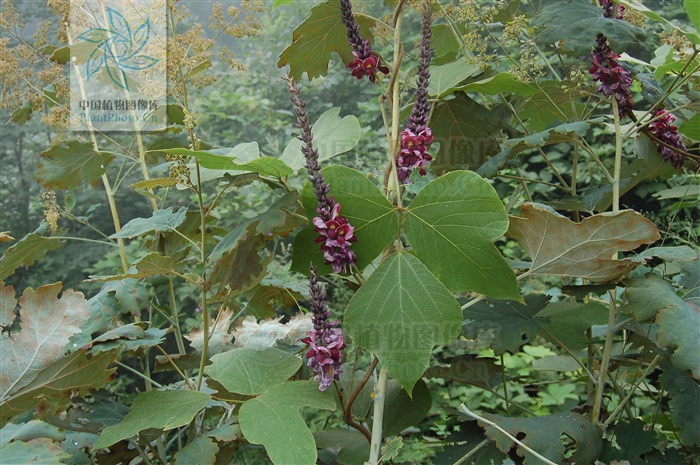 藁本神农本草经,神农本草经葛根原文