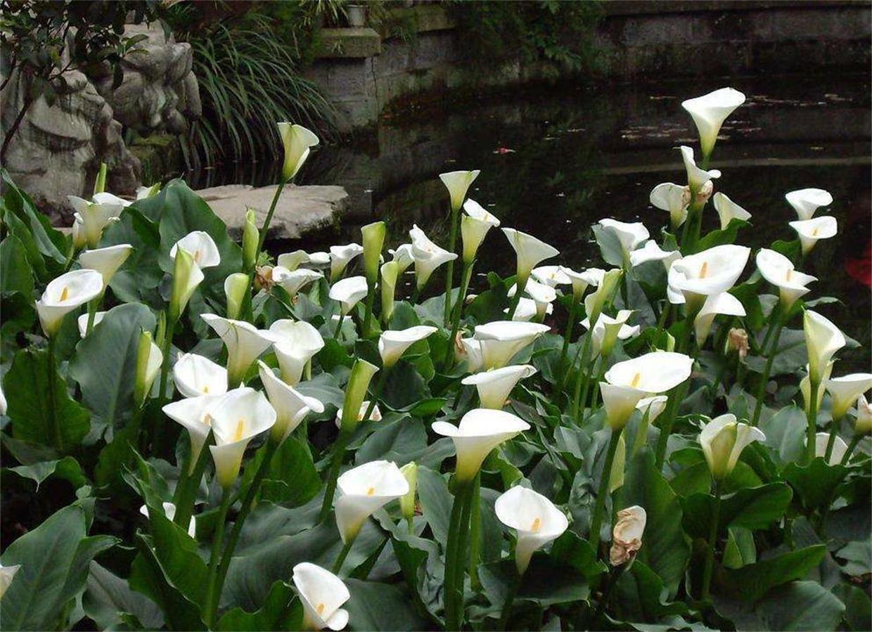 马蹄莲冬天最低温度几度,彩色马蹄莲冬季怎么养护