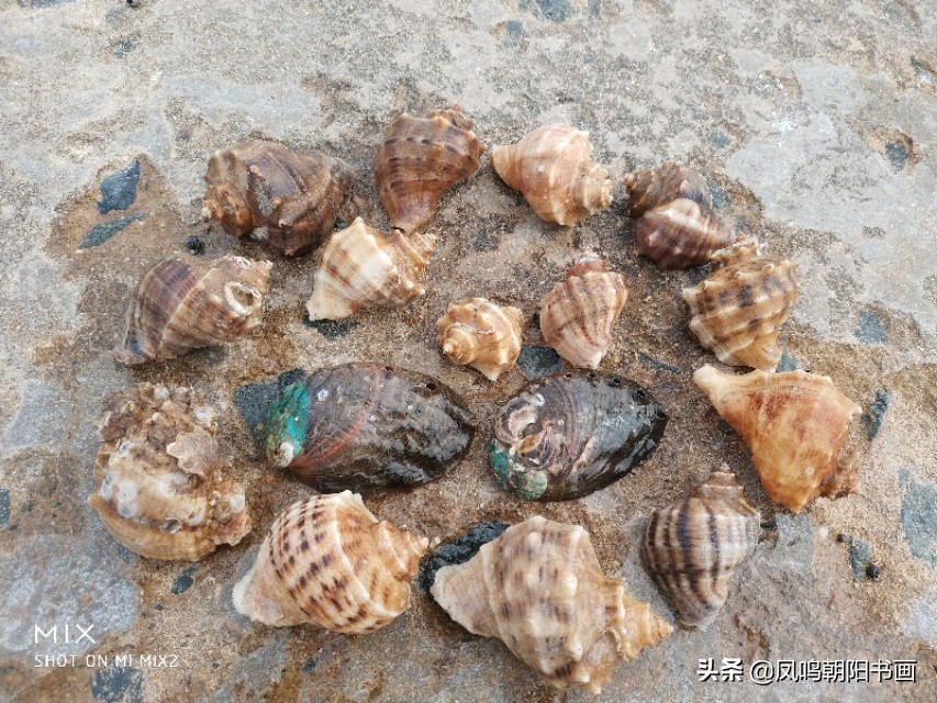 北戴河鸽子窝公园旅游攻略,北戴河鸽子窝一日游