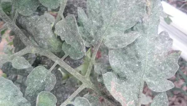 拜耳消杀白粉虱,拜耳治白粉虱特效药