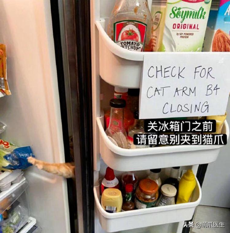 干饭猫,猫咪干饭跟饭桶一样