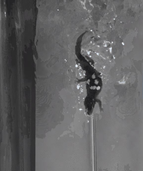 壁虎爬墙轻功,壁虎轻功水上漂的秘密是什么