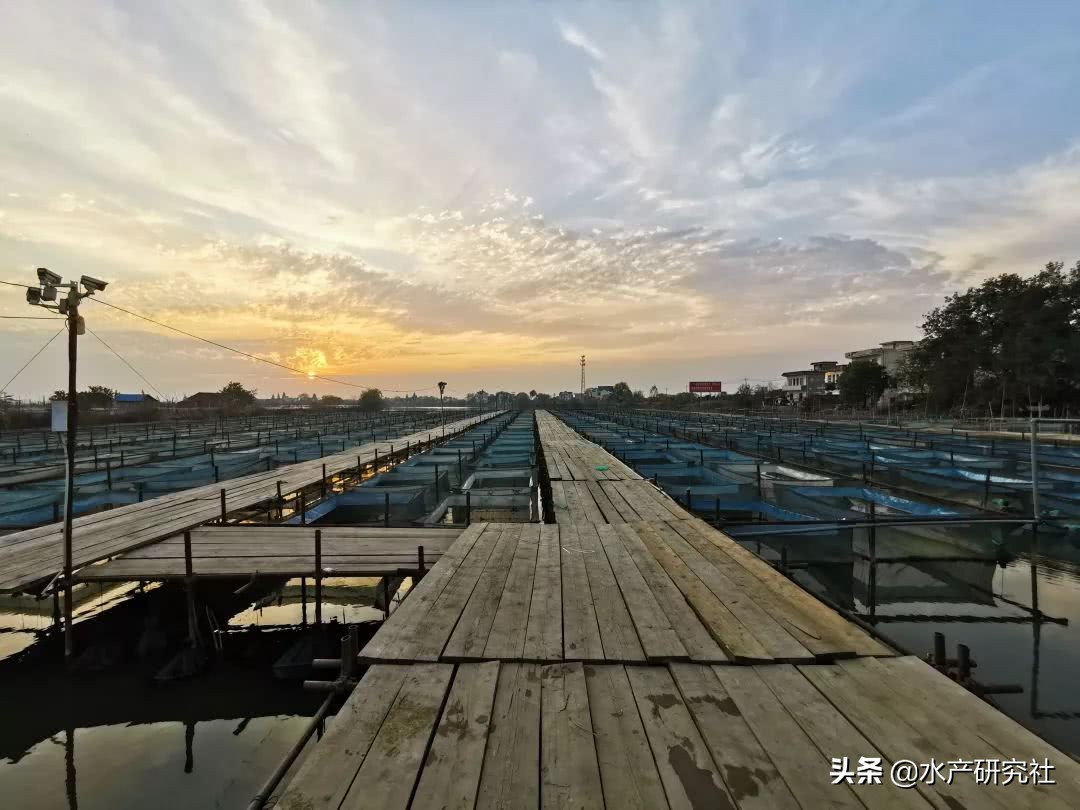 水产养殖缺镁解决办法,水产养殖补钙有什么作用