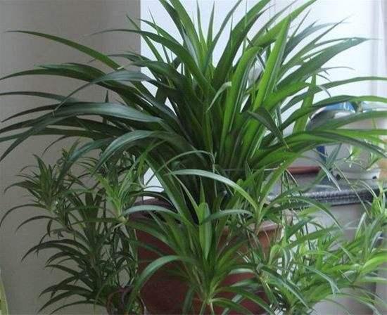 吊兰怎么水养才能更旺盛,水养吊兰怎么养才能爆盆和爬满墙