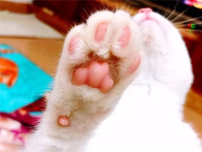 猫咪肉垫看性格,怎么从猫咪的肉垫判断猫咪的性格