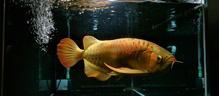 龙鱼幼鱼期怎么分辨金龙还是红龙,20公分龙鱼怎么区分金龙红龙