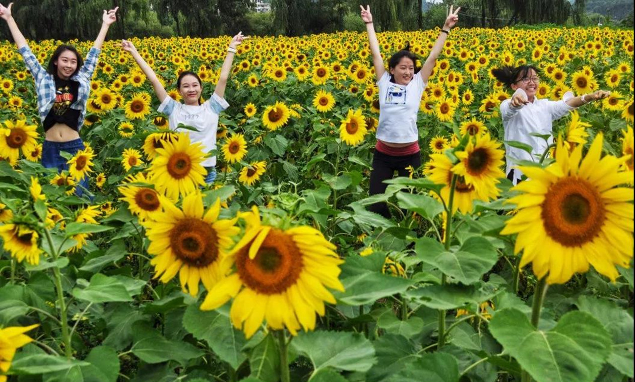 盛夏特约|金色螳螂川徒步笔架山赏向日葵花海