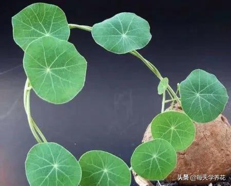 山乌龟种植方法,一起了解山乌龟习性和养护要