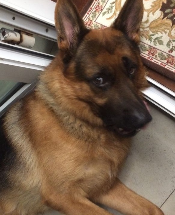 你能读懂狗的肢体语言吗,如何看德牧的性格