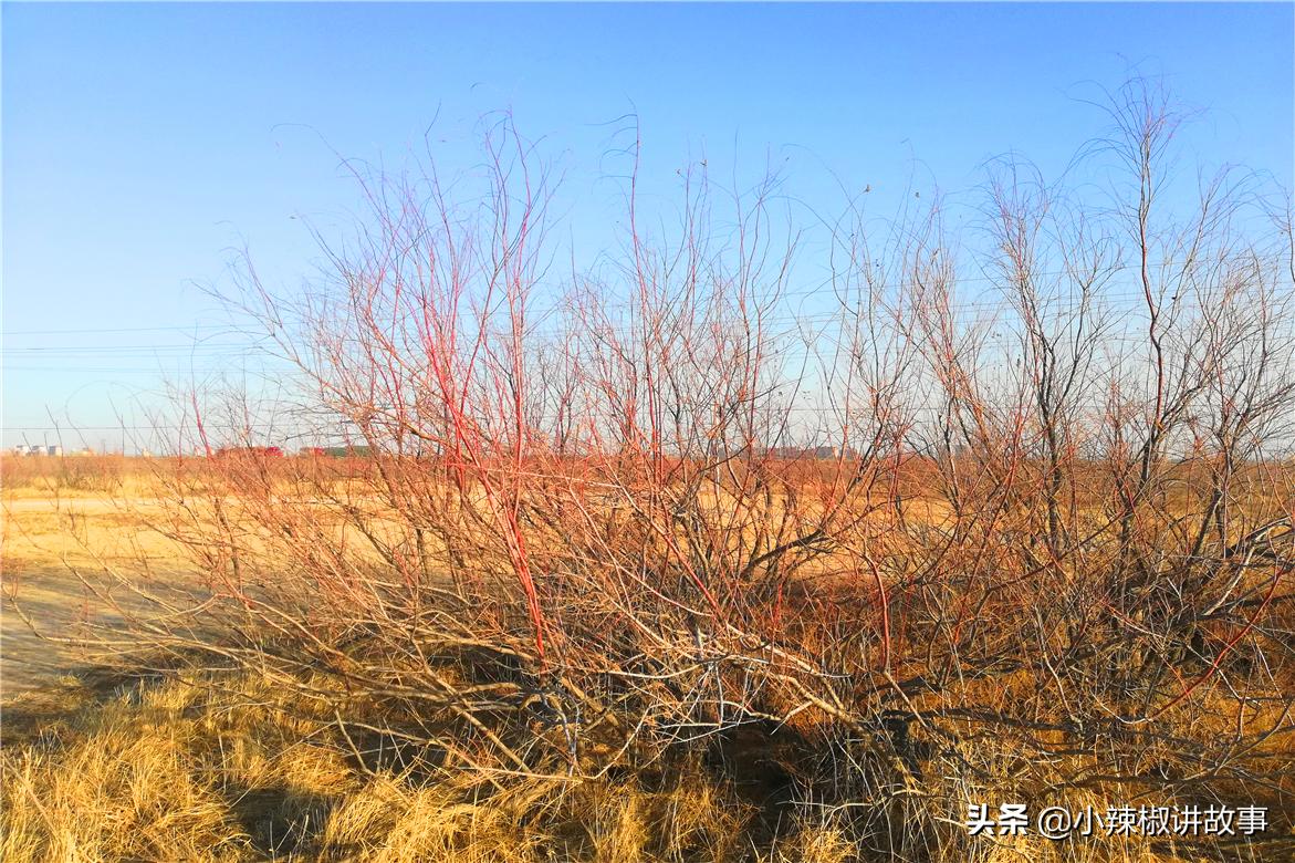 瀹夊Ξ钀芥按鍚庣殑鏁呬簨,瀹夊Ξ鑳屽悗鏁呬簨浠や汉娉洰