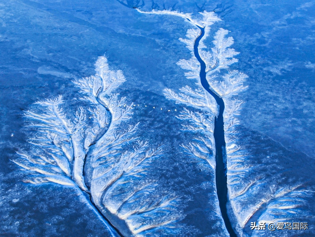 2020观鸟大年,观鸟大年完整版