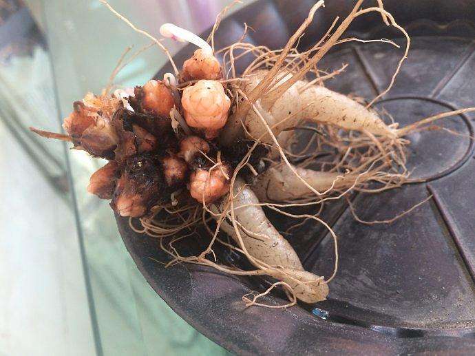 紫叶酢浆草分根方法,紫叶酢浆草种植多大间距