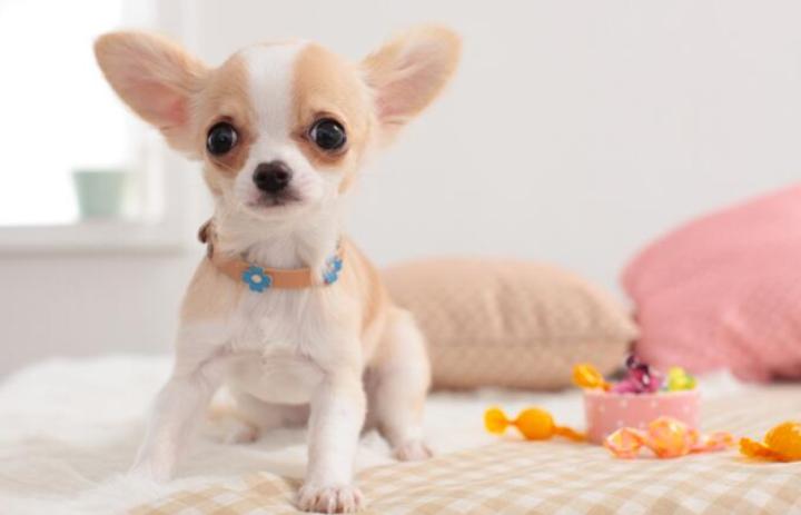 狗狗手术后伤口十多天不愈合,狗狗伤口一直流水不愈合怎么处理