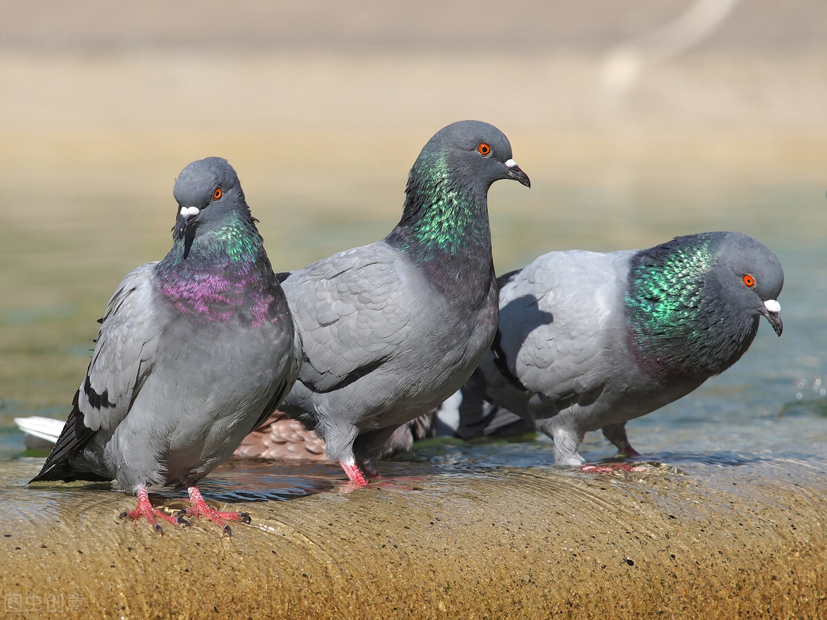 鸽子毛滴虫的综合防治措施