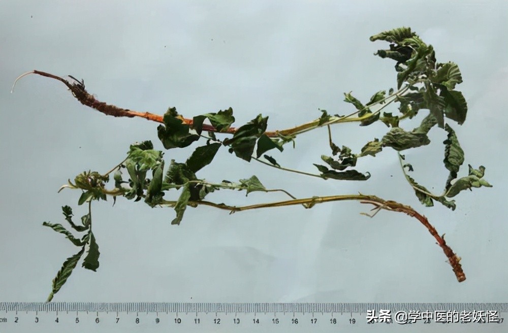 每天学习一味中药竹叶,鹤草芽功效与主治