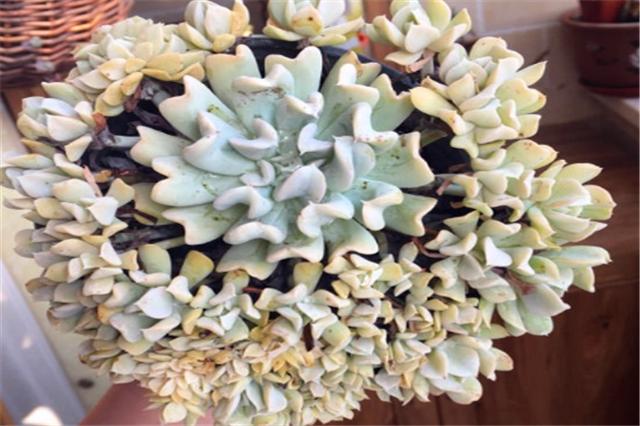 多肉玉莲掌养护方法,多肉玉莲品种大全