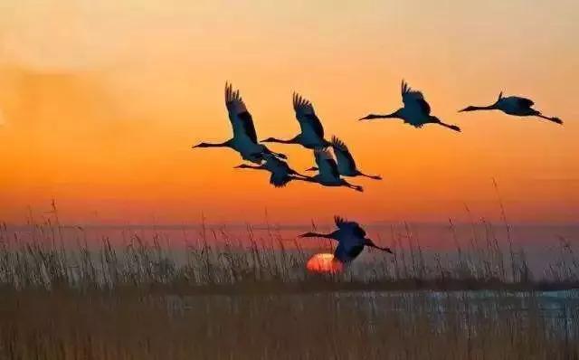 【探索鲲鹏】之二“鲲”不是一条鱼，而是一个庞大的鱼群