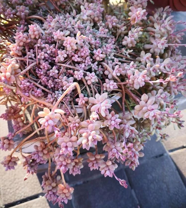 一花一世界多肉园艺,一花一世界一叶一菩提多肉植物